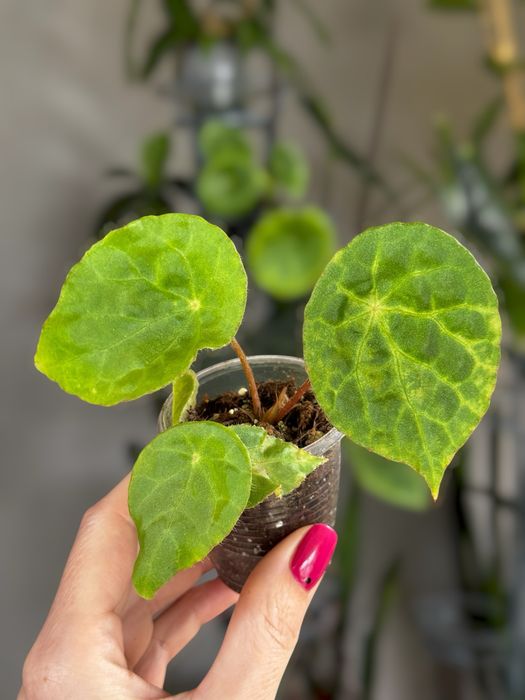 Бегония, begonia