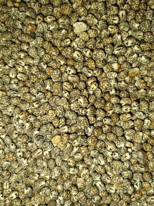 Sprzedam Łubin gorzki karo