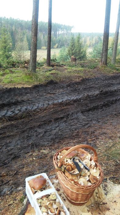 Grzyby suszone mix gatunków.