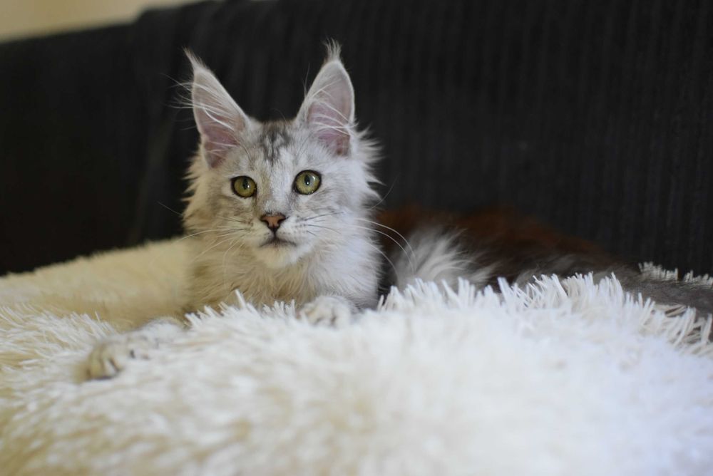 REZERWACJA/Gotowa Do Odbioru/Kotka Maine Coon/Rodowód FPL