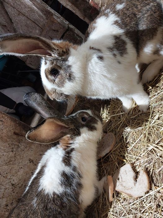 Królik belg mieszany ze srokaczem