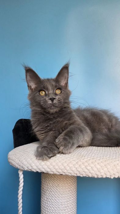 Шикарная девочка мейн