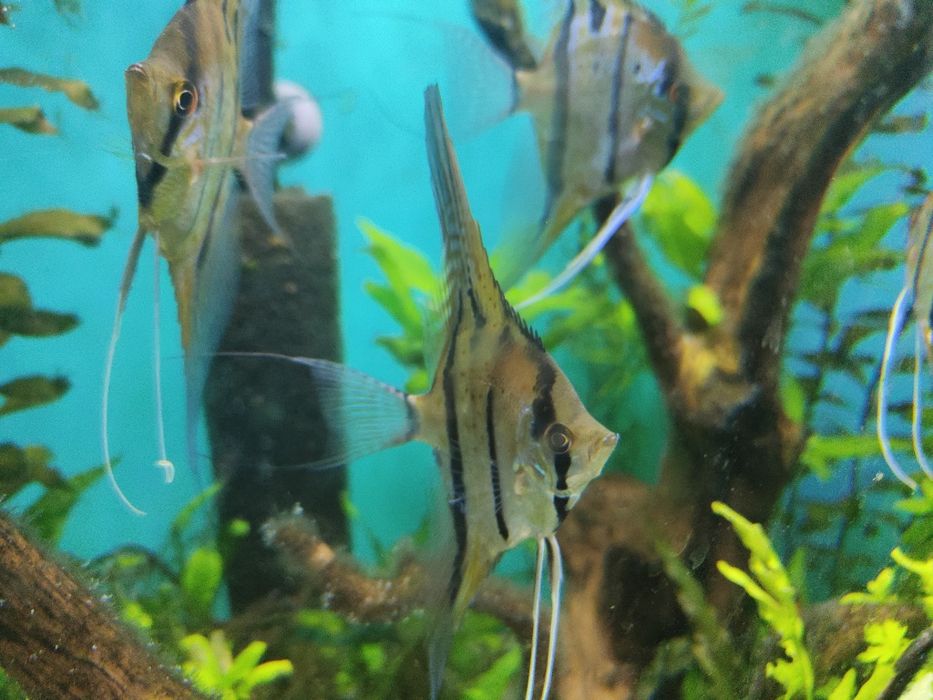 Skalary Peru altum F2