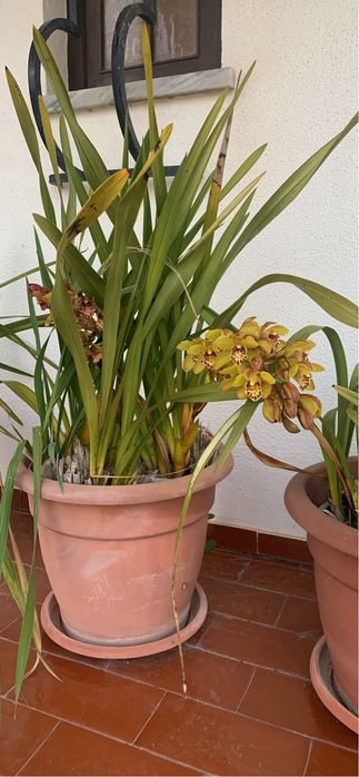Orquidea mudas verde