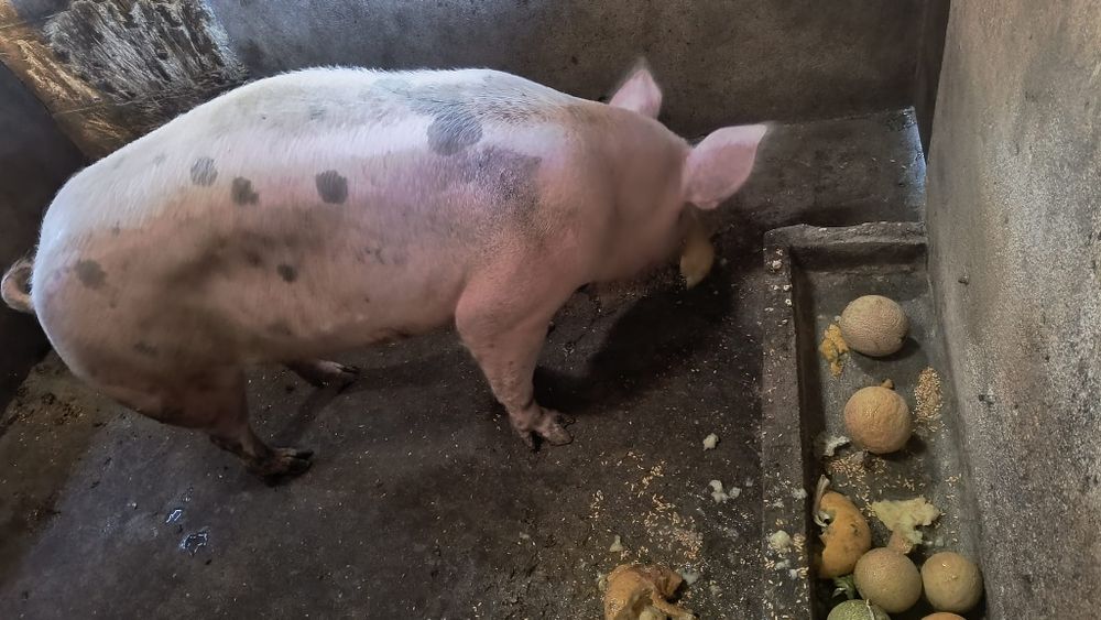 Porca malhada caseira