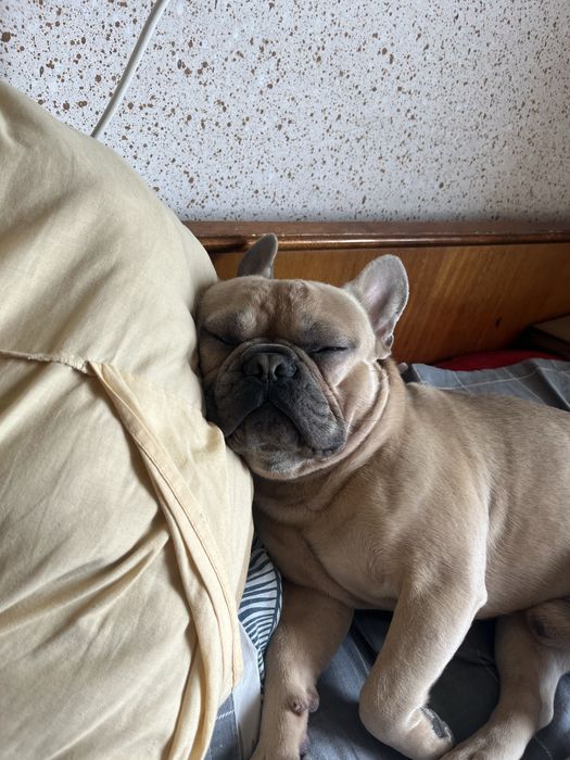 Вязка французкий бульдог