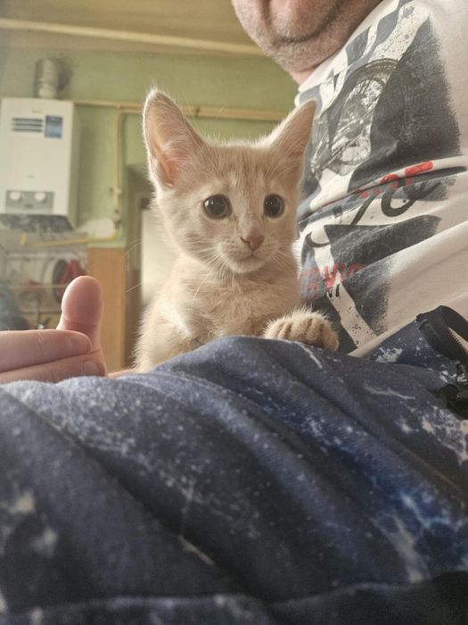 Кошенята в добрі руки