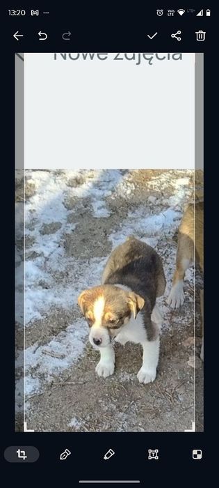 za darmo suczki kundelki  za darmo