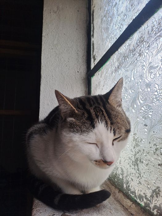 Gatos castrados para adoção