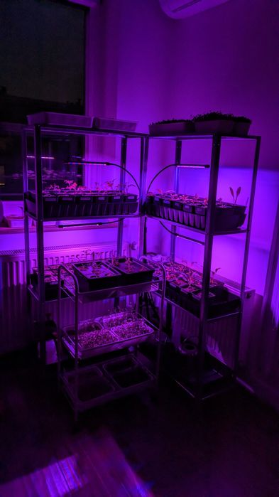 Lampy LED do uprawy roślin
