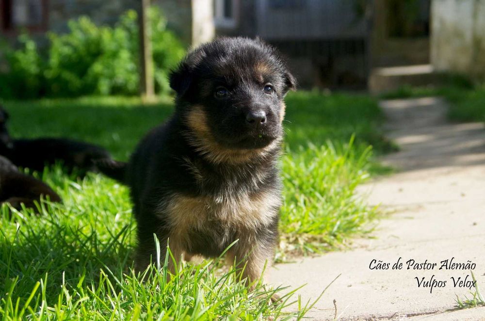 Macho de Cão de Pastor Alemão