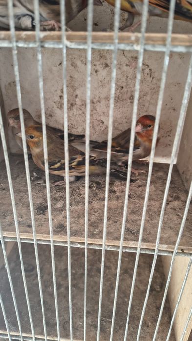 Bastardy po szczygle