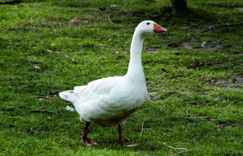 Gęsi tegoroczne sprzedam do dalszego chowu