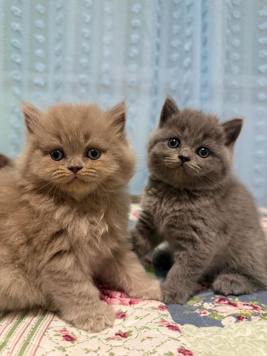 Bebé British Shorthair