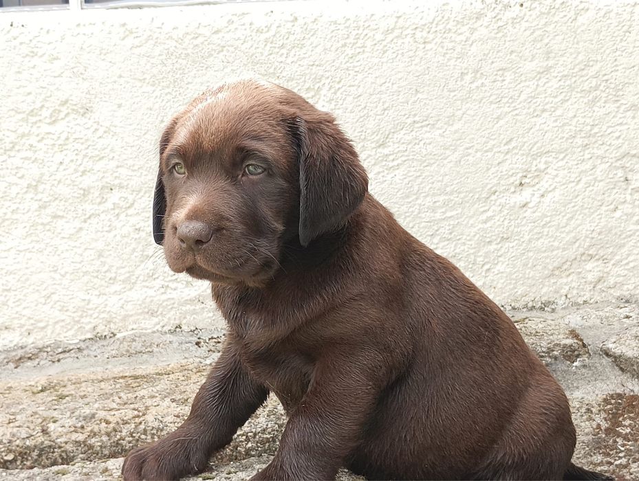 Labrador retriever com lop