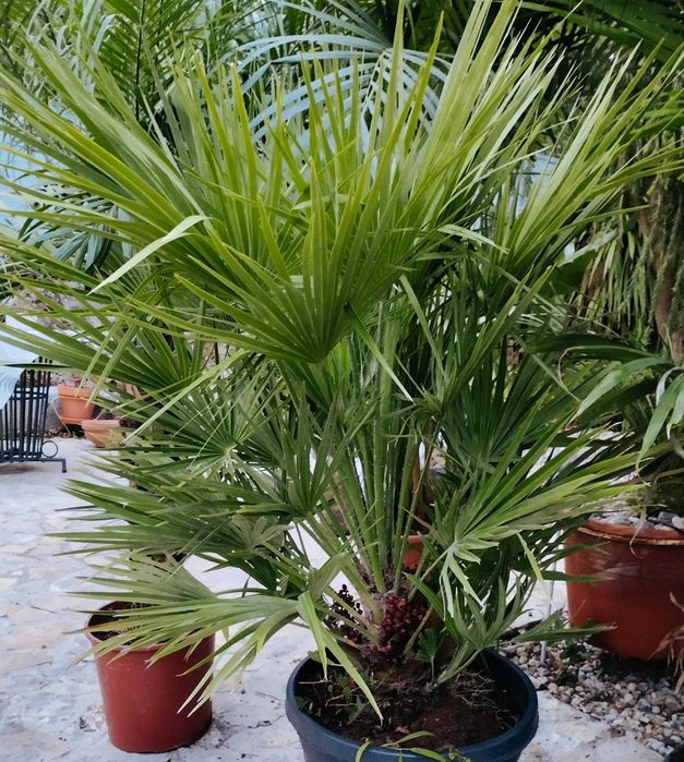 Palmeiras de leque europeias ou Chamaerops humilis
