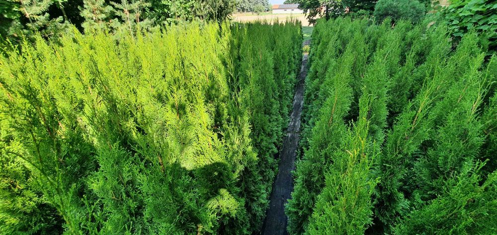 Szmaragd w donicach. Duży żywotnik zachodni na żywopłot. Nasadzenia.