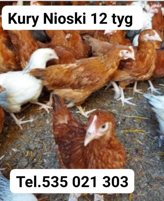 Młode Kury Nioski 12 tygodniowe