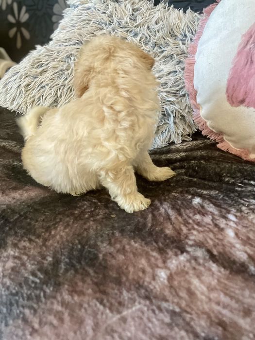 Maltipoo samczyk maltańczyk pudel