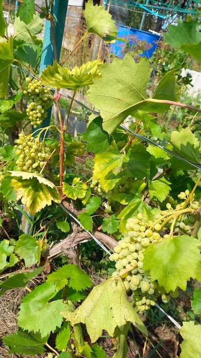 Будинок, ближнє передмістя, Бабаї, Мерефянське шосе