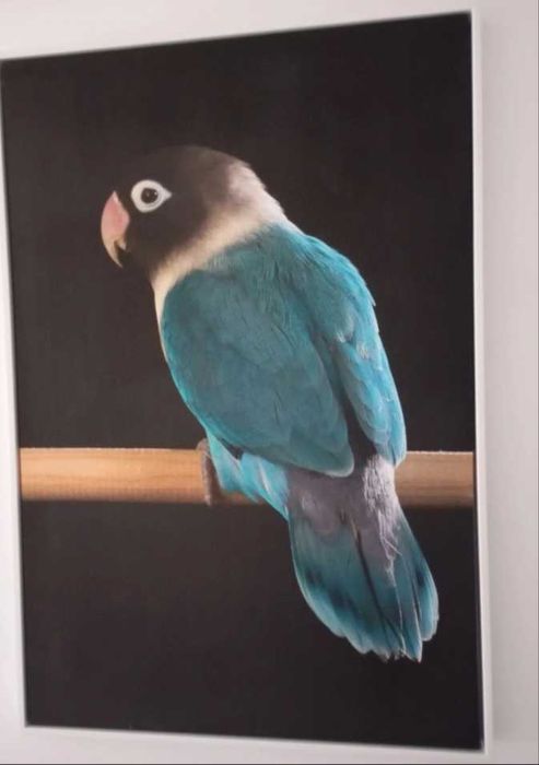Tela decorativa com moldura
