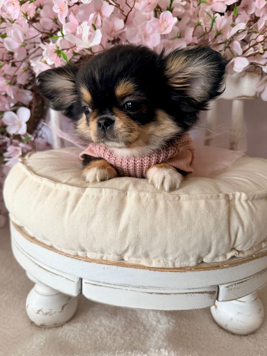***Długowłosa Tri Color dziewczynka chihuahua***