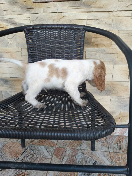 Cocker spaniel angielski pies