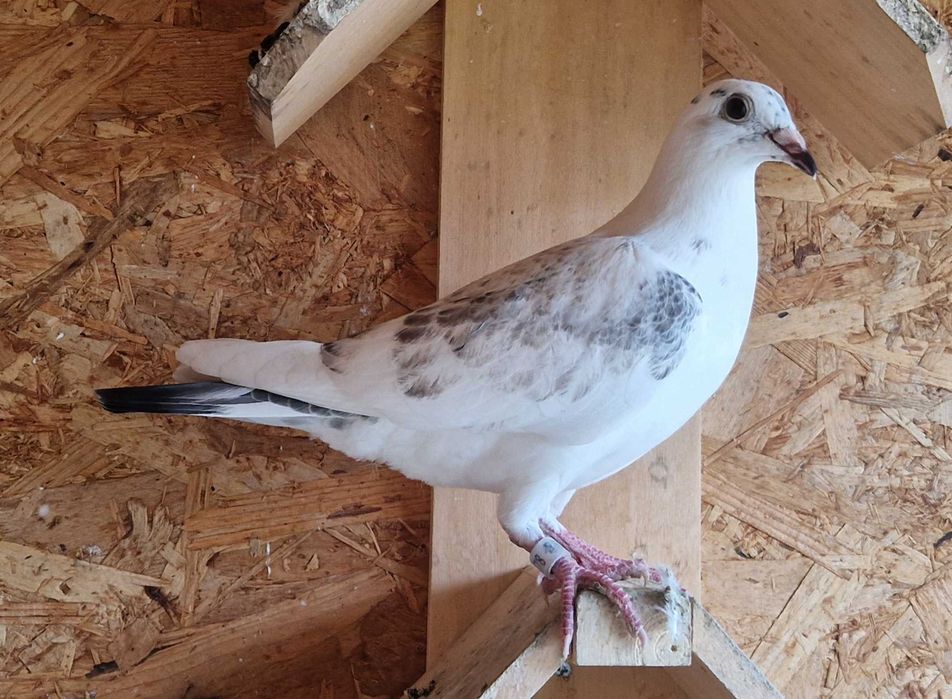 Pombos correios de competição