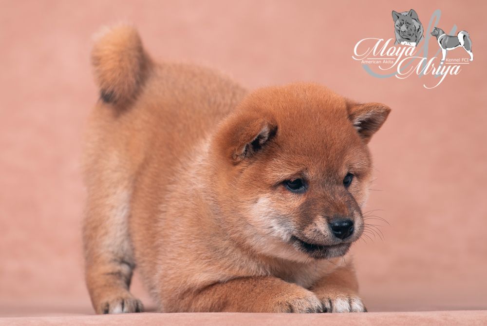 шиба іну / шиба ину / shiba inu