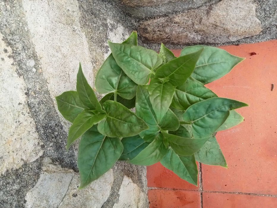 Planta Maravilha