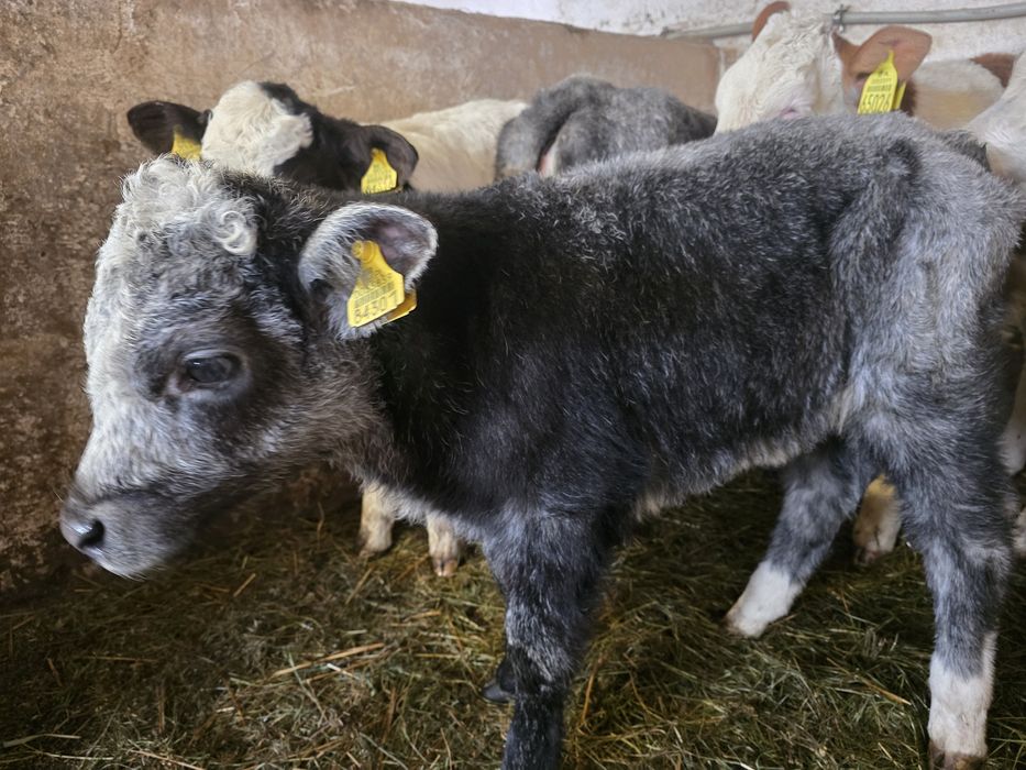 Sprzedam 8 byczków  i  3 jałówki