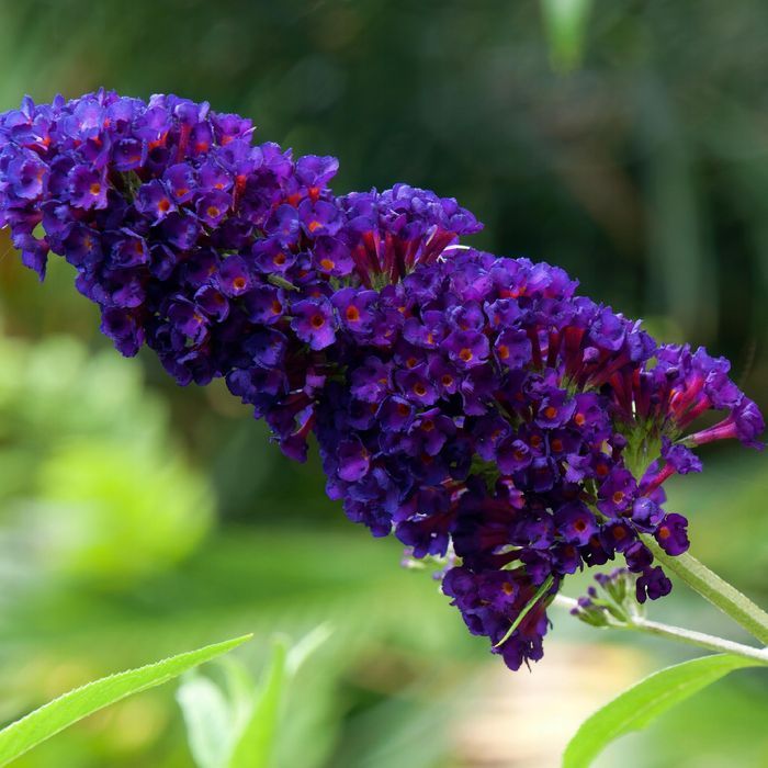 Budleja Dawida 'Black Knight' (Buddleja davidii) Doniczka 2.0L