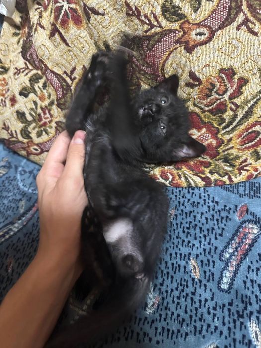 Отдадим котенка в хорошие руки