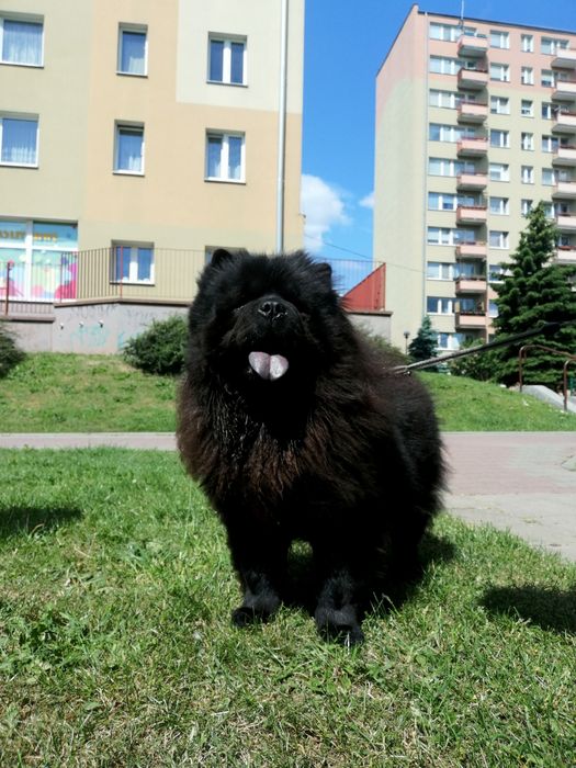 Domowy hotel dla psów. Opieka nad zwierzętami