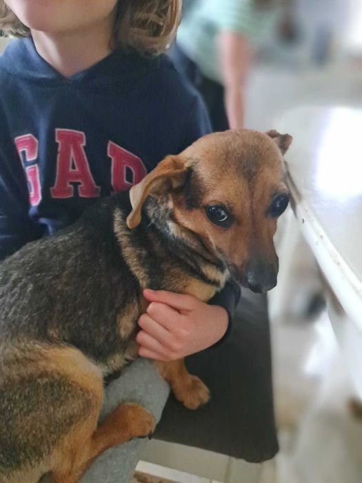LEJDI młodziutka filigranowa sunia 5 kg do adopcji