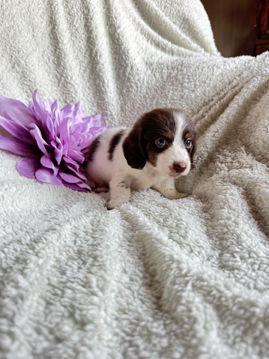 Jamnik długowłosy Piebald nie merle