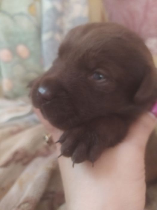 Чистокровні лабрадори .