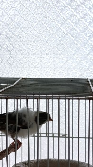 Vendas de animais