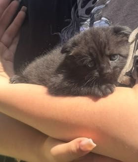 Котик весловухий довгошерстий