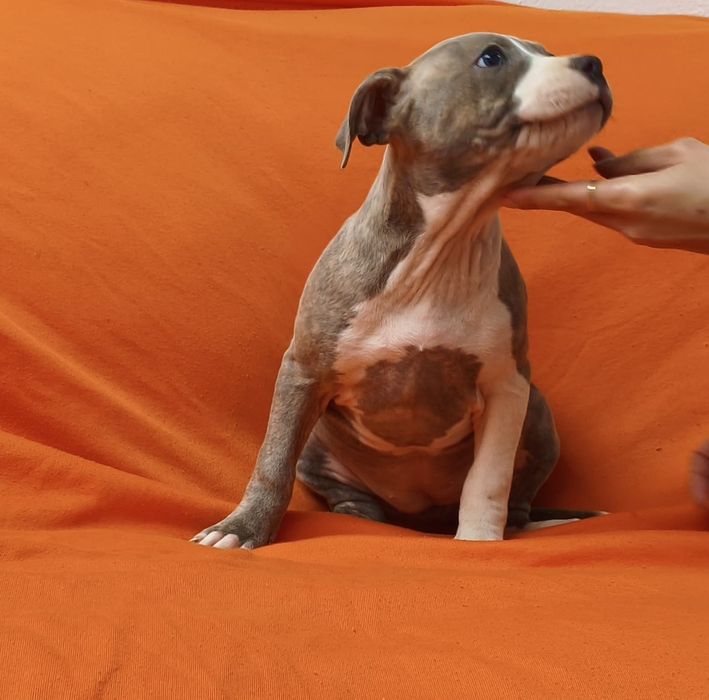 Fêmea American pitbull blue nose