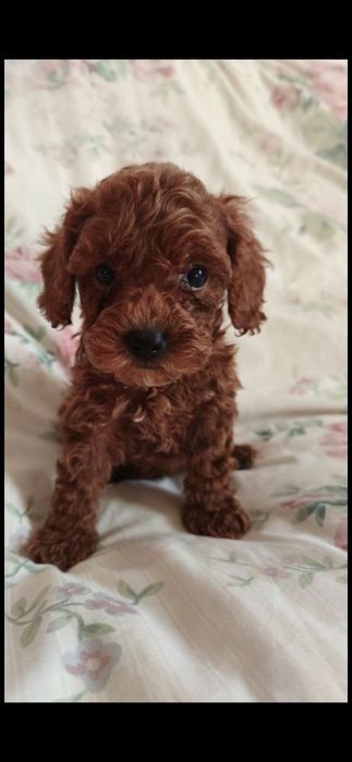 Пудель Той-пудель  ксу  дівчинка