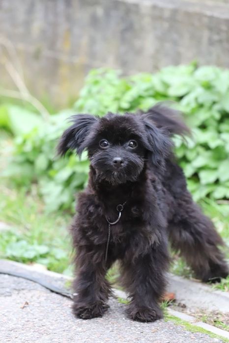 Мальтипу мини за прививки