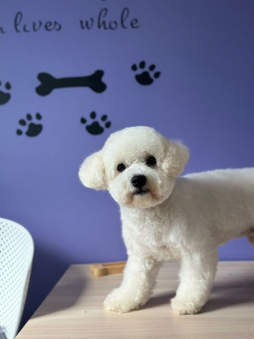 Вязка бішон фрізе