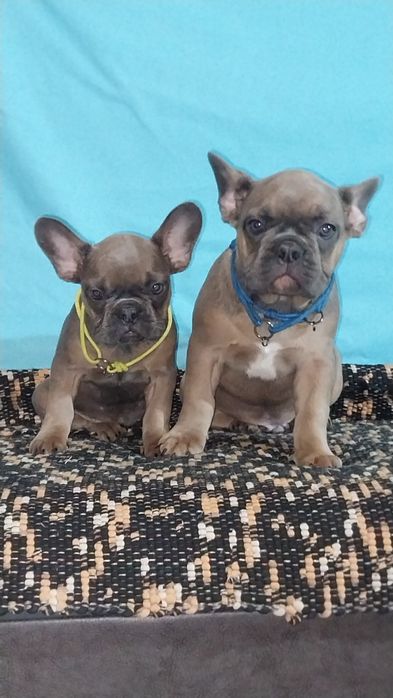 Французські  діти