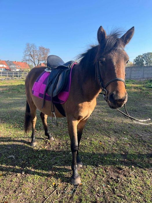 Sprzedam stado klaczy huculskich