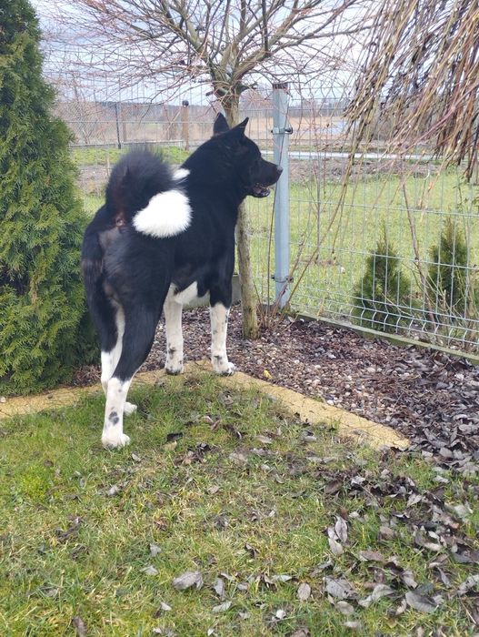 Akita amerykańska-dorosły pies