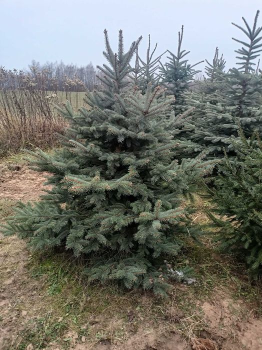 Choinki cięte w i donicach z własnej plantacji