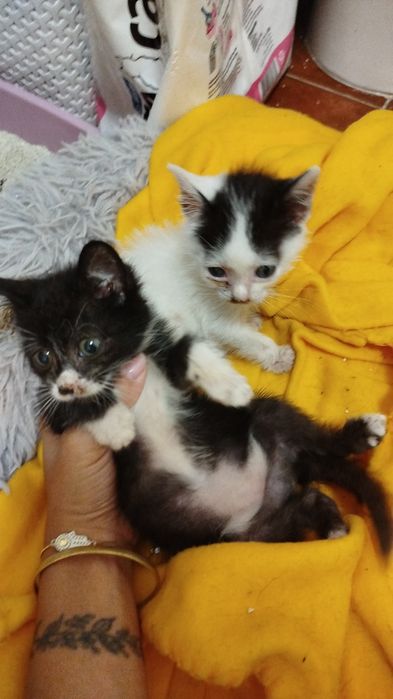 Gatinhos bebés para adoção