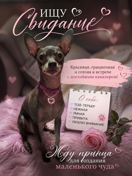 вязка той терьер