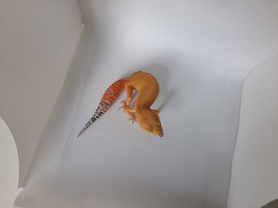 Gekon Lamparci nr ref. EM0522 Super Hypo Tangerine carrot tail